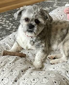 Shih Tzu Dogs Available for Adoption in Cleveland, Ohio - Ted | PetCurious