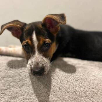 Betsy -  Mixed Breed Dog for Adoption in Jarrettsville, Maryland - Betsy | PetCurious
