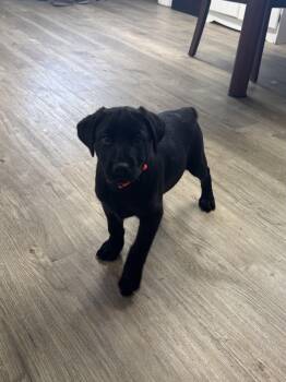 Labrador Retriever Dogs Available for Adoption in Jamestown, North Dakota - Gemini | PetCurious