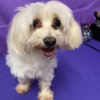Maltese Dogs Available for Adoption in North Myrtle Beach, South Carolina - Milo 5 | PetCurious