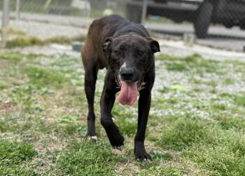 Scoop (FREE) -  Mixed Breed Dog Available for Adoption in Leitchfield, Kentucky - Scoop (FREE) | PetCurious