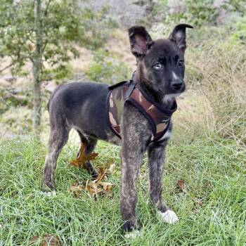 Nick -  Retriever and Mixed Breed Dog for Adoption in East Hampton, New York - Nick | PetCurious