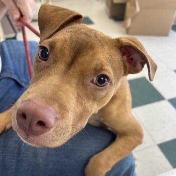 Georgia -  Pit Bull Terrier and Mixed Breed Dog for Adoption in Birmingham, Alabama - Georgia | PetCurious