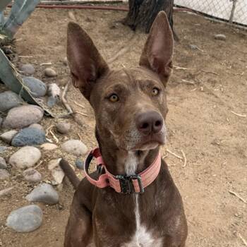 Nikki -  Catahoula Leopard Dog and Pit Bull Terrier Dog for Adoption in Oro Valley, Arizona - Nikki | PetCurious