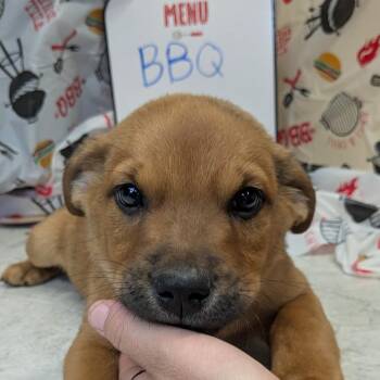 Mixed Breed Dogs Available for Adoption in Huntsville, Arkansas - (Event 5/20) BBQ | PetCurious
