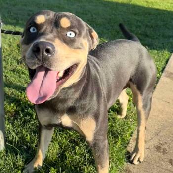 Rescue Terrier Dogs for Adoption in Hackett, Arkansas - Ice Man | PetCurious