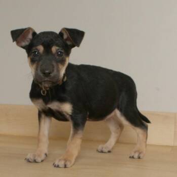 Shepherd and Pit Bull Terrier Dogs Available for Adoption in Minnetonka, Minnesota - Bonfire D68837 | PetCurious