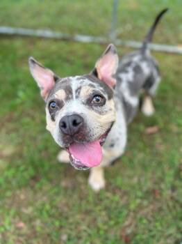 Piper -  American Bully and Mixed Breed Dog for Adoption in Greensburg, Pennsylvania - Piper | PetCurious