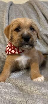 Romeo -  Border Terrier Dog for Adoption in The Woodlands, Texas - Romeo | PetCurious