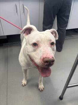 Rescue Mixed Breed Dogs for Adoption in West Chester, Pennsylvania - Blanco | PetCurious