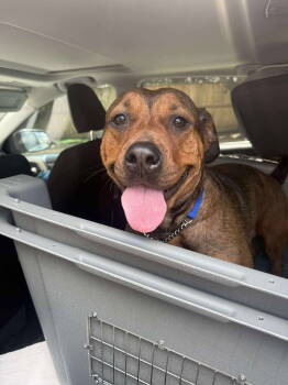 Rescue American Staffordshire Terrier Dogs for Adoption in Newport, New Hampshire - Pancake | PetCurious