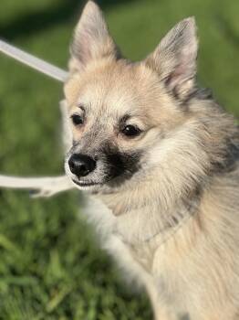 Pomeranian and Chihuahua Dogs Available for Adoption in Hawthorne, California - Bingo  | PetCurious