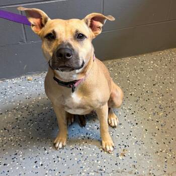 TUSC-Stray-85809 -  Mountain Cur and Pit Bull Terrier Dog for Adoption in Tuscaloosa, Alabama - TUSC-Stray-85809 | PetCurious