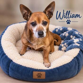 William -  Chihuahua Dog for Adoption in Momence, Illinois - William | PetCurious