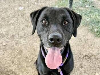 Rescue Mixed Breed Dogs for Adoption in Georgetown, Texas - Whataburger | PetCurious