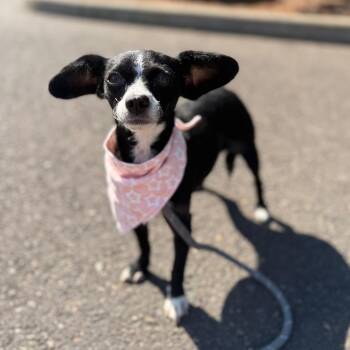 Bitty -  Chihuahua Dog for Adoption in Newberg, Oregon - Bitty | PetCurious