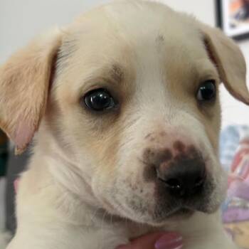 Bandit -  Boxer and Husky Dog for Adoption in Colonial Heights, Virginia - Bandit | PetCurious