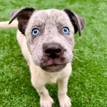 Bluey -  Australian Cattle Dog Blue Heeler Dog for Adoption in Brockton, Massachusetts - Bluey | PetCurious