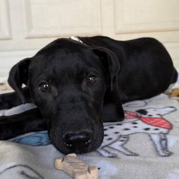 Bruno -  Great Dane and Mixed Breed Dog for Adoption in Pineville, Missouri - Bruno | PetCurious