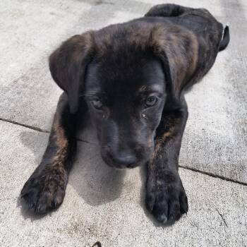 Nessie -  Boxer Dog for Adoption in Pittsburg, Kansas - Nessie | PetCurious