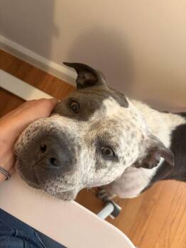 Confetti -  Mixed Breed Dog for Adoption in New York, New York - Confetti | PetCurious