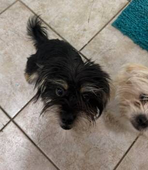 Marlin (part of bonded pair) -  Maltese and Terrier Dog for Adoption in Homer Glen, Illinois - Marlin (part Of Bonded Pair) | PetCurious