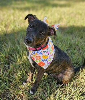 Cookie -  Labrador Retriever and Mixed Breed Dog for Adoption in Crown Point, Indiana - Cookie | PetCurious