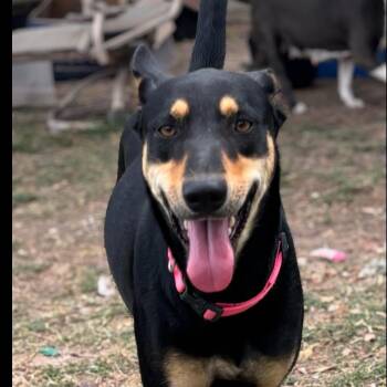 Australian Kelpie and Mixed Breed Dogs Available for Adoption in Houston, Texas - Mimi | PetCurious