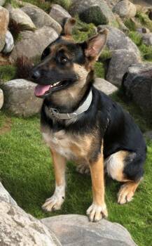 Morris -  German Shepherd Dog Dog for Adoption in Kingman, Arizona - Morris | PetCurious