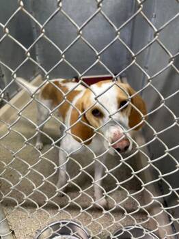 Hound Dogs Available for Adoption - Bowie | PetCurious