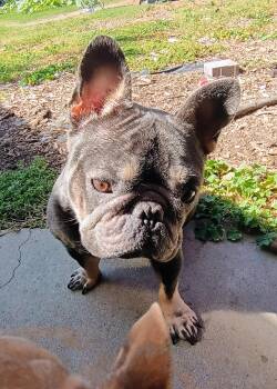 Yogi -  French Bulldog Dog for Adoption - Yogi | PetCurious