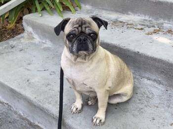 Bernice -  Pug Dog for Adoption in Newport Beach, California - Bernice | PetCurious