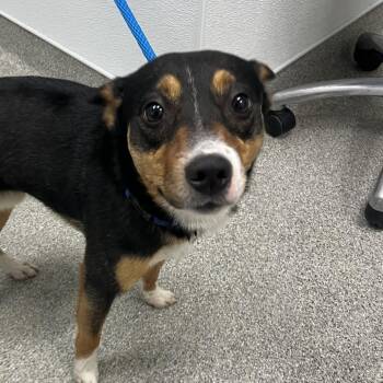 Kubla Khan -  Mixed Breed Dog for Adoption in Matteson, Illinois - Kubla Khan | PetCurious