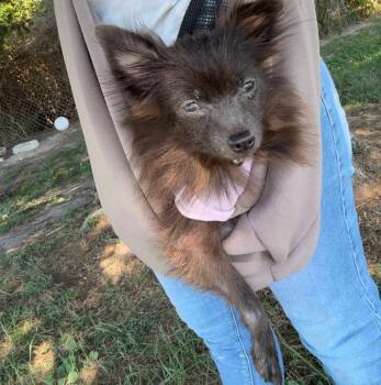 Itty Bitty -  Pomeranian Dog for Adoption in Columbia, Illinois - Itty Bitty | PetCurious