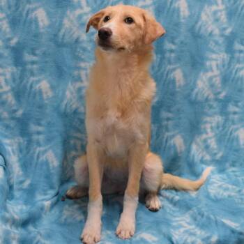 Australian Cattle Dog Blue Heeler and Mixed Breed Dogs Available for Adoption - Rosie | PetCurious