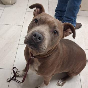 Phoebe -  Pit Bull Terrier Dog for Adoption in Lufkin, Texas - Phoebe | PetCurious