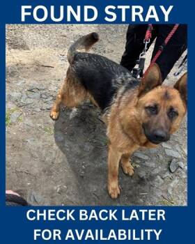 German Shepherd Dog Dogs Available for Adoption in Hamilton Township, New Jersey - Arnie | PetCurious