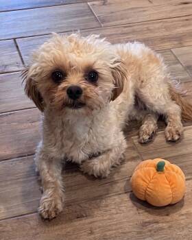 **ABEL** -  Poodle Dog for Adoption in North Prairie, Wisconsin - **ABEL** | PetCurious