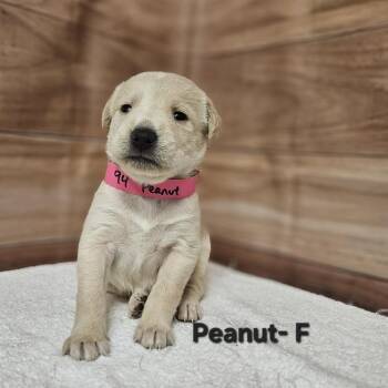 Labrador Retriever and Golden Retriever Dogs Available for Adoption in Griswold, Connecticut - Peanut | PetCurious