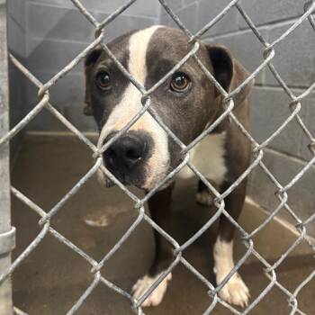 Chex -  Mixed Breed Dog for Adoption in Corbin, Kentucky - Chex | PetCurious