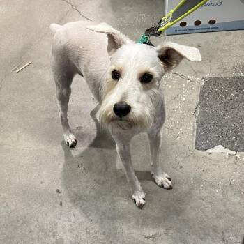 Oswaldo -  Schnauzer Dog for Adoption in Tampa, Florida - Oswaldo | PetCurious