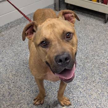 Worf -  Bullmastiff Dog for Adoption in Greenville, South Carolina - Worf | PetCurious