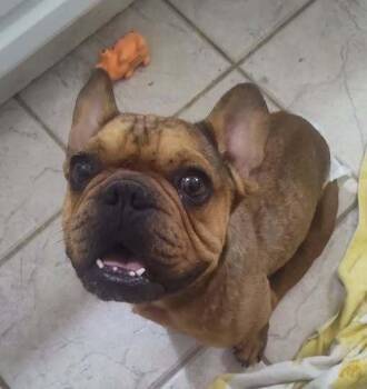 Cruiser -  French Bulldog Dog for Adoption in Yuma, Arizona - Cruiser | PetCurious