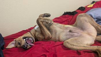 Rusty -  Basenji and American Staffordshire Terrier Dog for Adoption in Conroe, Texas - Rusty | PetCurious