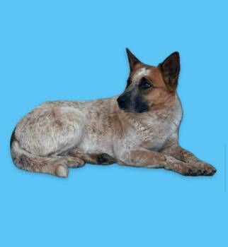 Australian Cattle Dog Blue Heeler Dogs Available for Adoption in Harrodsburg, Kentucky - Sydney | PetCurious