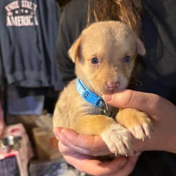 Citra -  Mixed Breed Dog for Adoption in Buffalo, Minnesota - Citra | PetCurious
