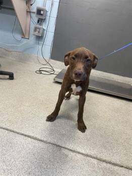 Labrador Retriever and American Staffordshire Terrier Dogs Available for Adoption - BIGGY | PetCurious