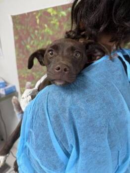 Terrier and Mixed Breed Dogs Available for Adoption in San Antonio, Texas - Paper Clip | PetCurious
