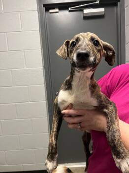 Rescue Mixed Breed Dogs for Adoption in Henderson, North Carolina - Polly | PetCurious