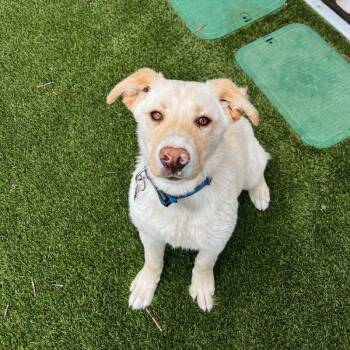 Mixed Breed Dogs Available for Adoption in Jackson, Wyoming - Brad | PetCurious
